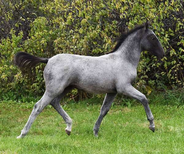 classical-lipizzan-horse