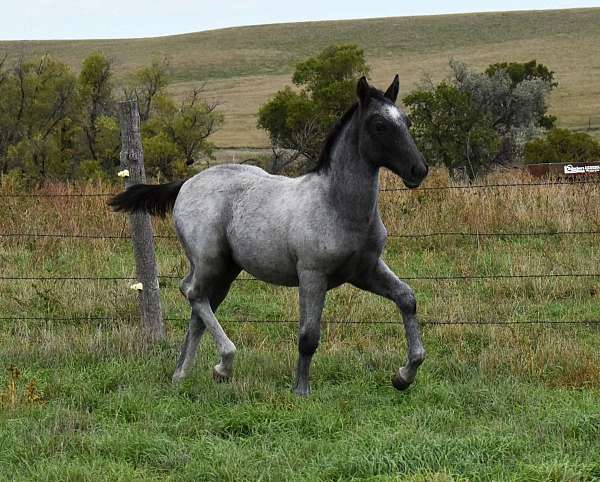 companion-lipizzan-horse
