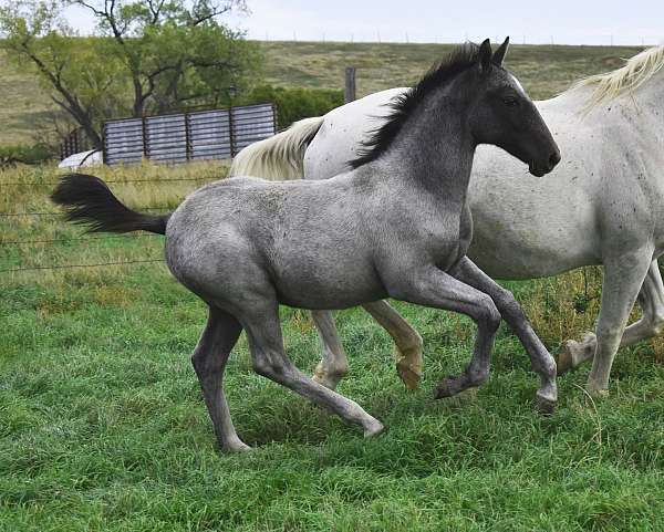 eventing-lipizzan-horse
