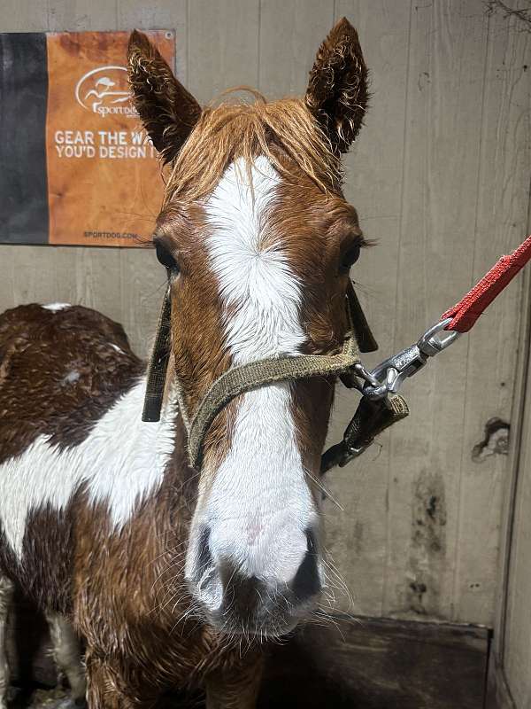 paint-colt