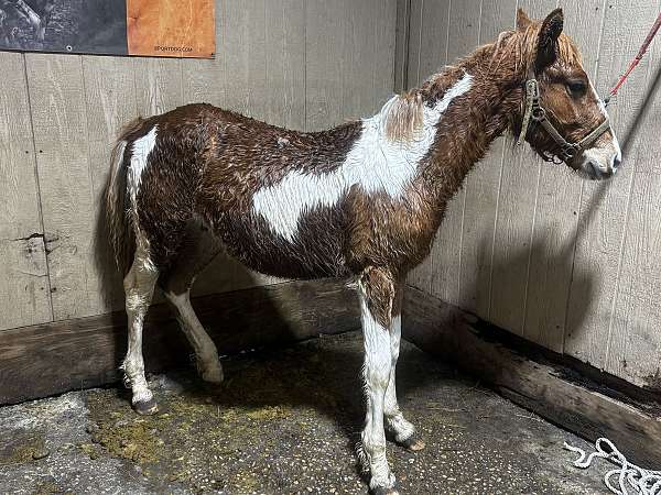 paint-horse-for-sale