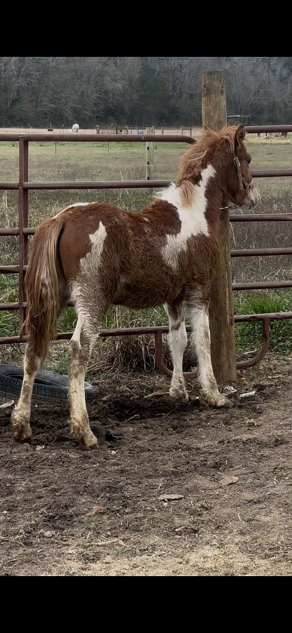 paint-horse
