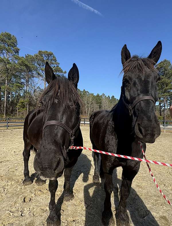 17-hand-percheron-gelding