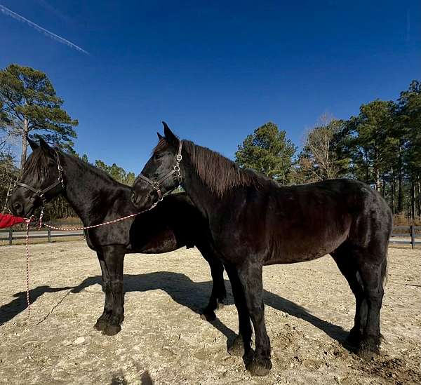 black-percheron-gelding