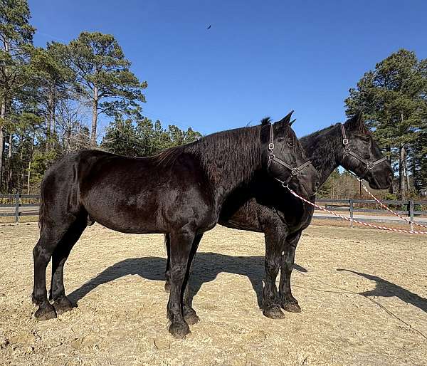 black-gelding-for-sale