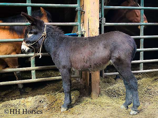 brown-donkey-male