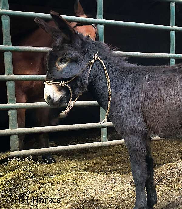 all-around-donkey