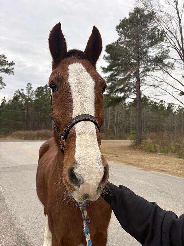 sorrel-driving-trail-horse