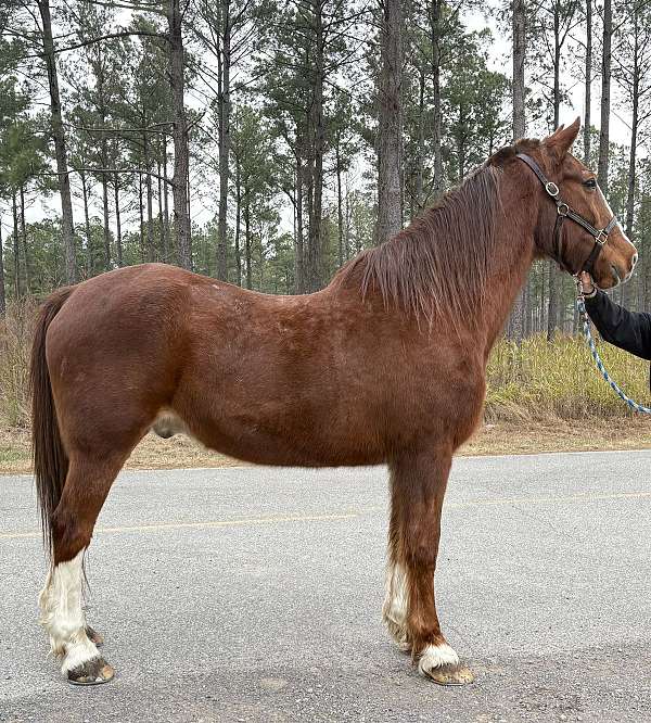 sorrel-belgian-morgan-gelding
