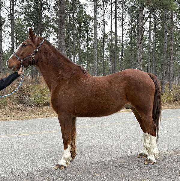 driving-trail-belgian-morgan-horse