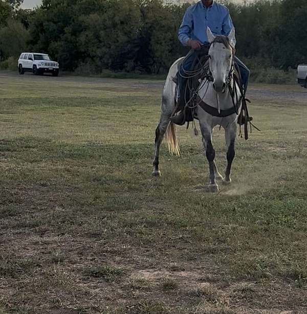 grey-dapple-horse