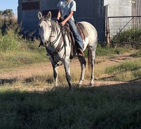 dapple-horse