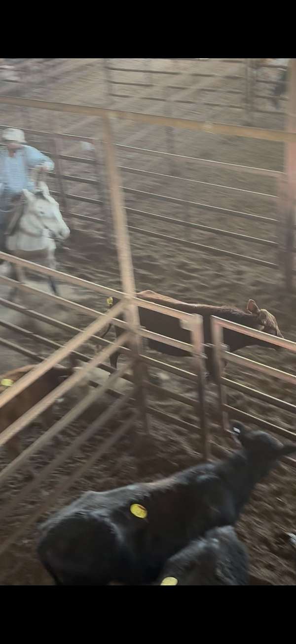 ranch-quarter-horse