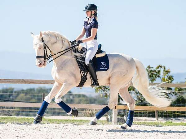 perlino-pre-stallion
