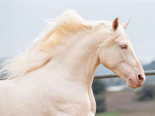 andalusian-horse