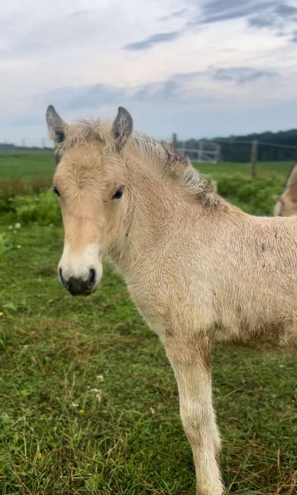 fjord-colt-horse