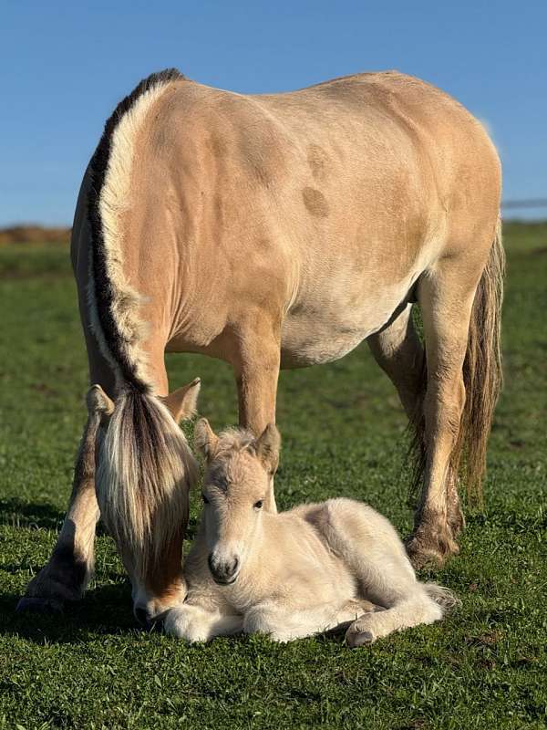 near-me-fjord-horse
