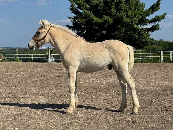 fjord-colt-gelding