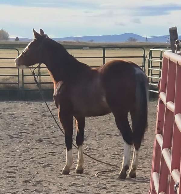 blaze-horse