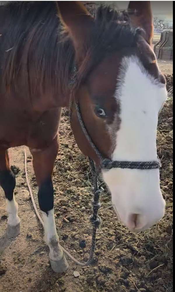 4-white-socks-horse