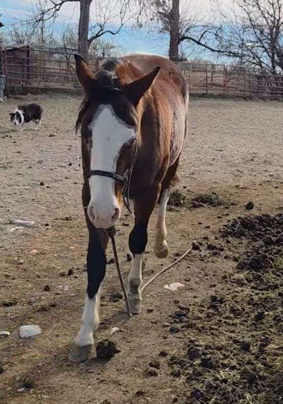 coon-tail-horse