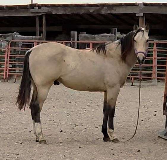 star-horse