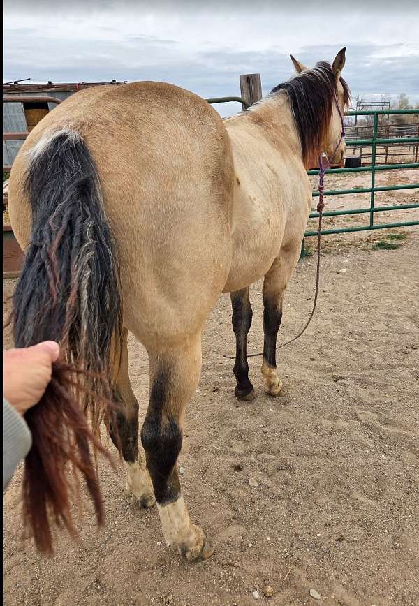 snip-horse