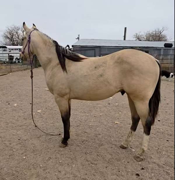 3-white-socks-horse