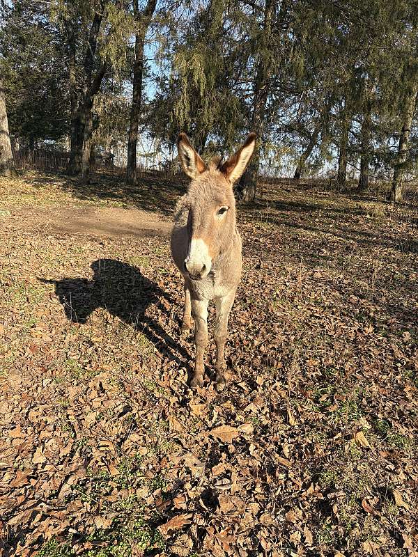 grulla-cross-over-shoulders-white-muzzle-pony