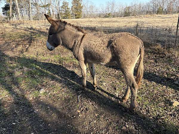 grulla-donkey-stallion