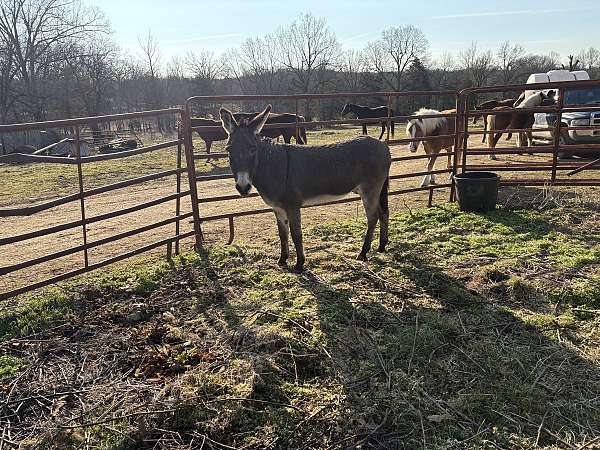 white-muzzle-belly-dark-legs-cross-on-withers-donkey
