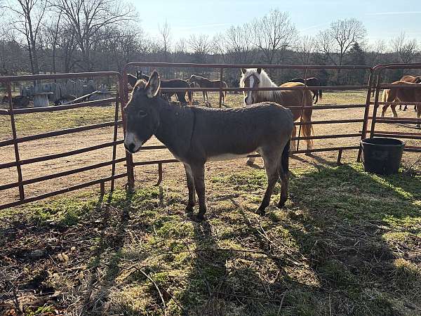 dun-w-blk-points-white-muzzle-belly-dark-legs-cross-on-withers-donkey