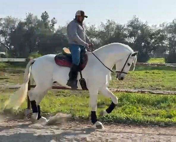 wester-andalusian-horse