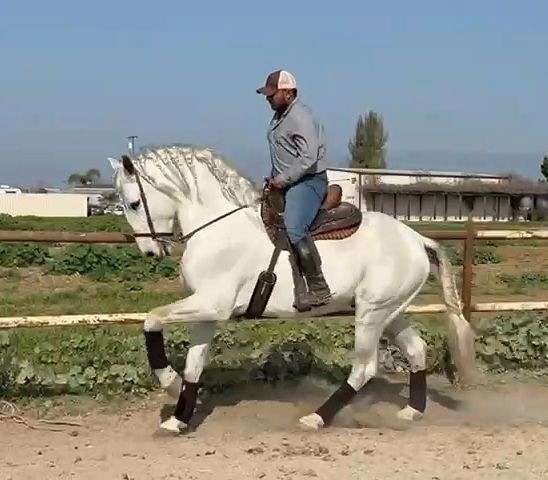 olympic-stallion