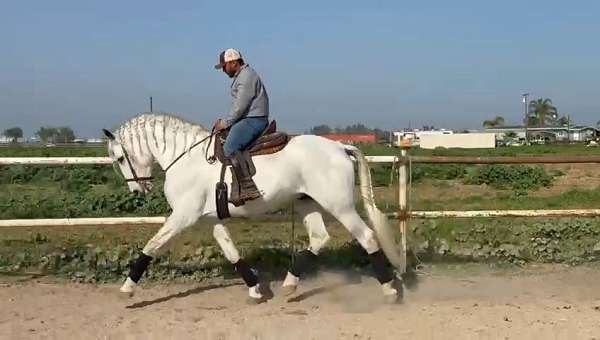 fei-andalusian-horse