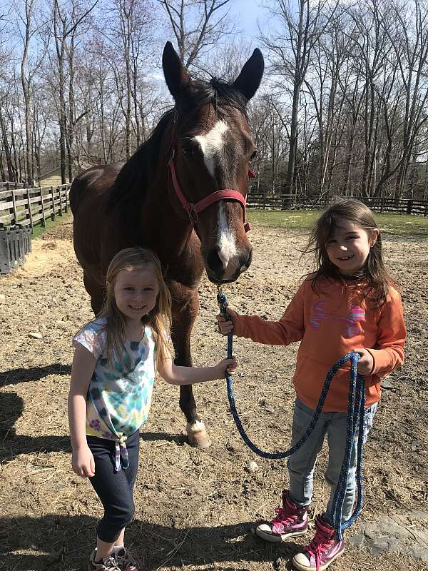quarter-pony-gelding