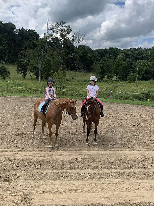 quarter-pony-for-sale