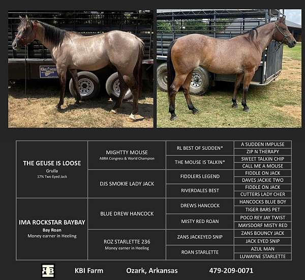 deposit-stallion