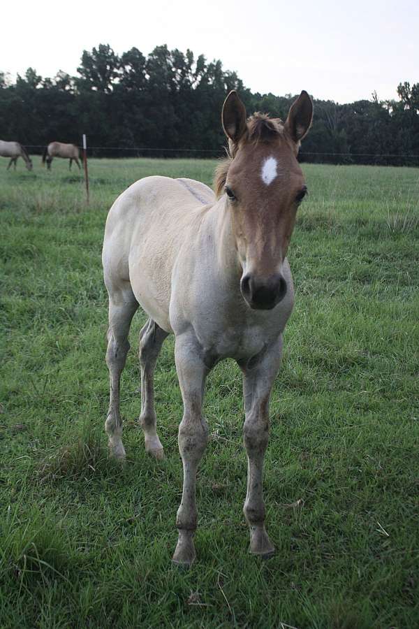 foal-in-utero-horse