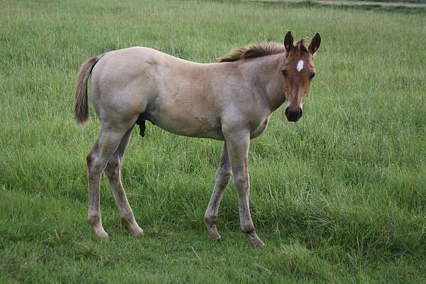 quarter-horse-unborn-foal