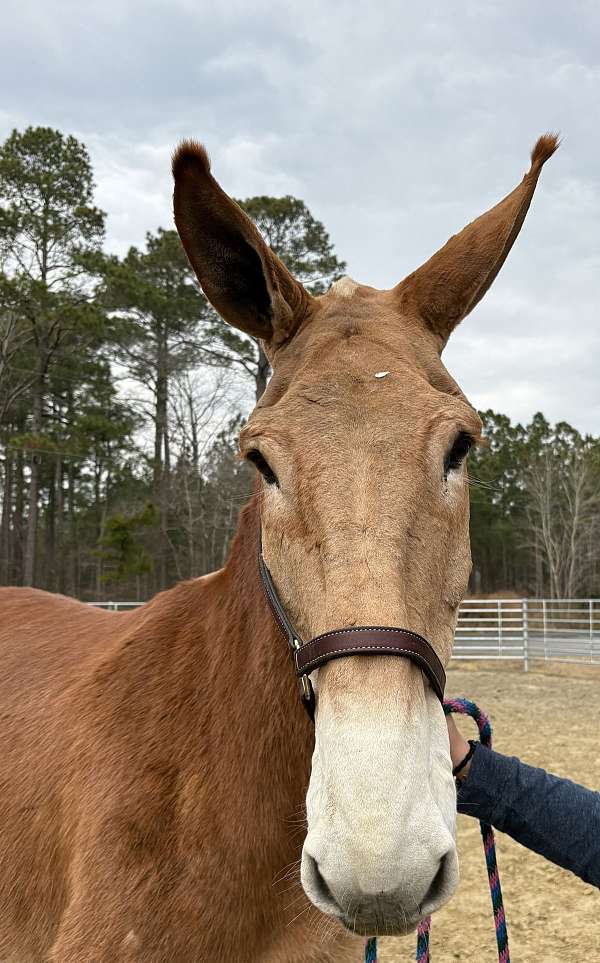 17-hand-mule-gelding