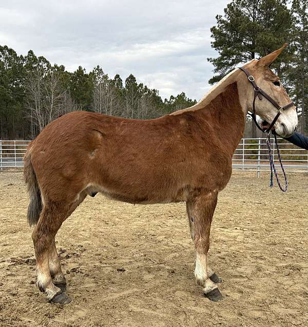 sorrel-gelding-for-sale