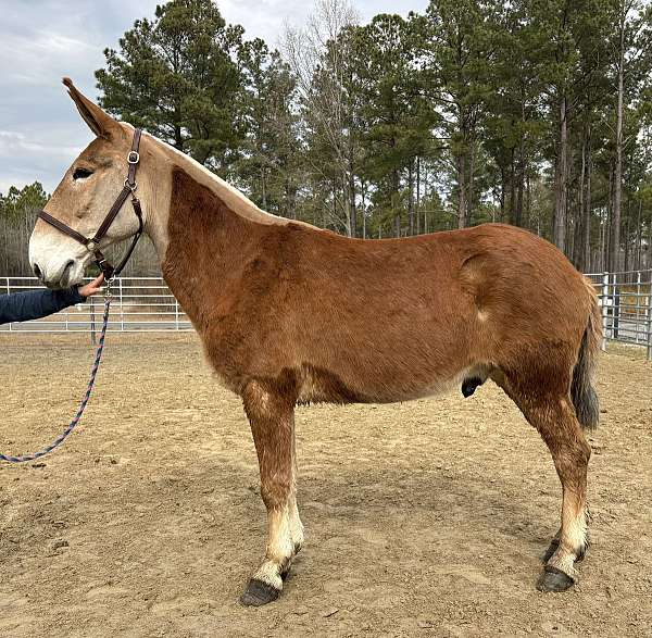 sorrel-mule-gelding