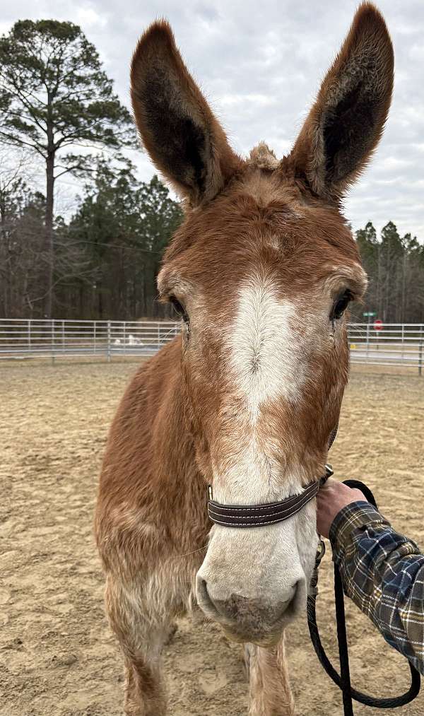 15-hand-mule-mare