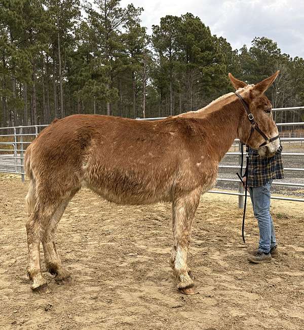 sorrel-mare-for-sale