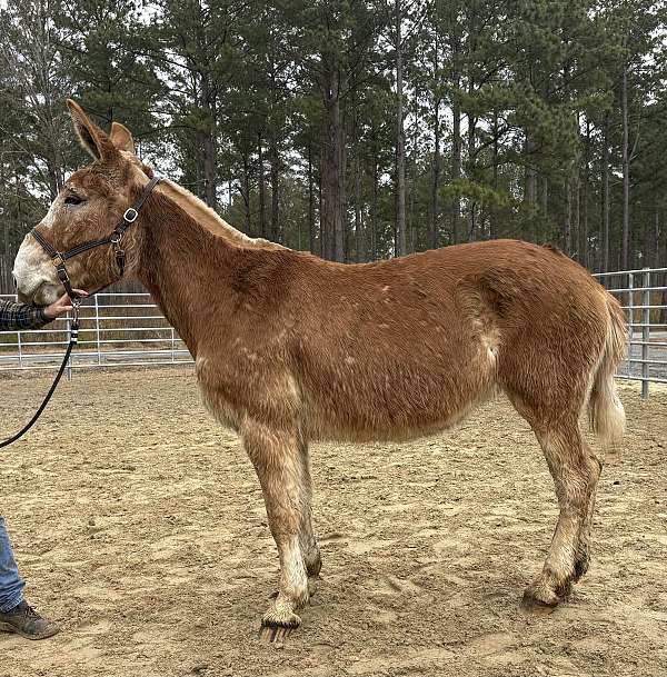 sorrel-mule-mare