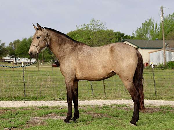 breeding-andalusian-friesian-horse