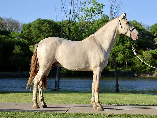 andalusian-mare-andalusian-friesian-horse