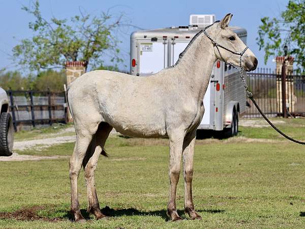 buckskin-andalusian-filly-stallion