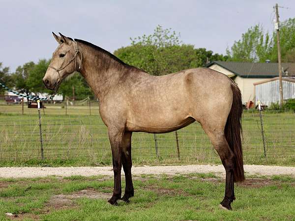 buckskin-ialha-filly-stallion